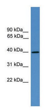 Anti-AVPR2 (C-terminal) antibody produced in rabbit affinity isolated antibody