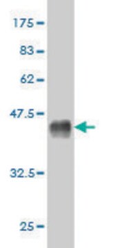 Monoclonal Anti-MCPH1 antibody produced in mouse clone 5C9, purified immunoglobulin, buffered aqueous solution