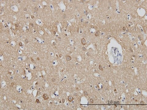 Monoclonal Anti-SH3GL2 antibody produced in mouse clone 5A6, purified immunoglobulin, buffered aqueous solution