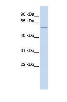 Anti-CFLAR antibody produced in rabbit affinity isolated antibody