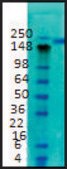 Monoclonal Anti-SCN2A1 antibody produced in mouse clone S69-3, 1&#160;mg/mL, purified immunoglobulin