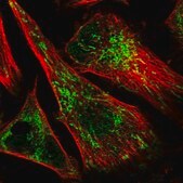 Anti-IMPA1 antibody produced in rabbit Prestige Antibodies&#174; Powered by Atlas Antibodies, affinity isolated antibody, buffered aqueous glycerol solution