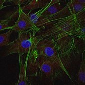 Anti-Actin Antibody, Alexa Fluor&#8482; 647 Conjugate from rabbit, ALEXA FLUOR&#8482; 647