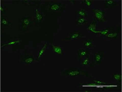 Monoclonal Anti-AAK1 antibody produced in mouse clone 4B10, purified immunoglobulin, buffered aqueous solution