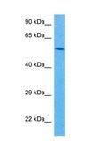 Anti-RXRG (AB2) antibody produced in rabbit IgG fraction of antiserum
