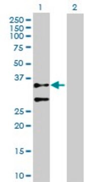 Anti-ACTG2 antibody produced in rabbit purified immunoglobulin, buffered aqueous solution