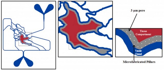 SynVivo SynRAM 3D Inflammation model chip, SMN2 microvascular network configuration