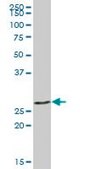Anti-LGALS3 antibody produced in mouse purified immunoglobulin, buffered aqueous solution