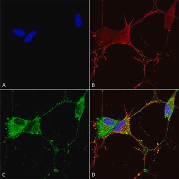 Monoclonal Anti-Ankyrin G - Hrp antibody produced in mouse clone S106-20, purified immunoglobulin