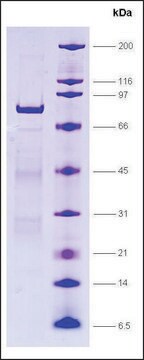 LRH-1, GST tagged human recombinant, expressed in E. coli, &#8805;80% (SDS-PAGE)