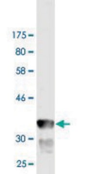 Monoclonal Anti-GRID1 antibody produced in mouse clone 3A8, purified immunoglobulin, buffered aqueous solution