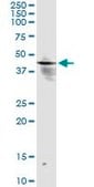 Monoclonal Anti-INPP1 antibody produced in mouse clone 1A6, purified immunoglobulin, buffered aqueous solution