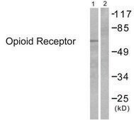 Anti-Opioid Receptor antibody produced in rabbit affinity isolated antibody