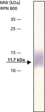 Anti-Thioredoxin antibody produced in rabbit IgG fraction of antiserum, buffered aqueous solution