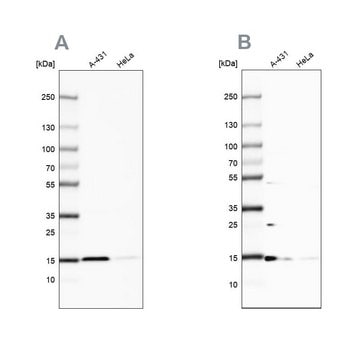 Anti-CCDC58 antibody produced in rabbit Prestige Antibodies&#174; Powered by Atlas Antibodies, affinity isolated antibody, buffered aqueous glycerol solution