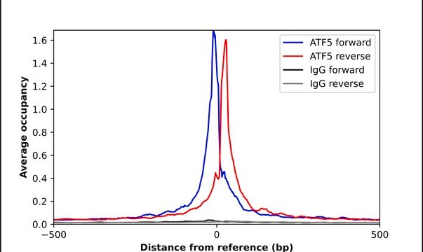 Anti-ATF5 antibody produced in rabbit Prestige Antibodies&#174; Powered by Atlas Antibodies, affinity isolated antibody, buffered aqueous glycerol solution
