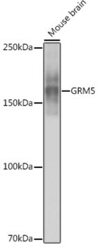 Anti-GRM5 Antibody, clone 4I1G3, Rabbit Monoclonal