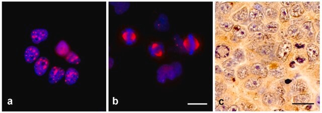 Monoclonal Anti-TPX2 antibody produced in mouse clone TPX2-01