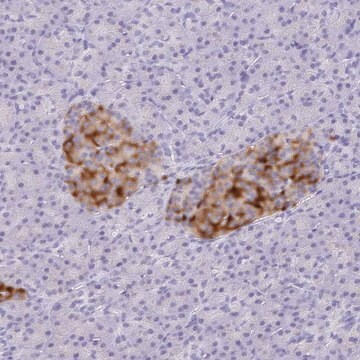 Anti-SCG3 antibody produced in rabbit Prestige Antibodies&#174; Powered by Atlas Antibodies, affinity isolated antibody, buffered aqueous glycerol solution