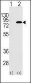 Anti-PIK3R2 (Y467) antibody produced in rabbit affinity isolated antibody, buffered aqueous solution