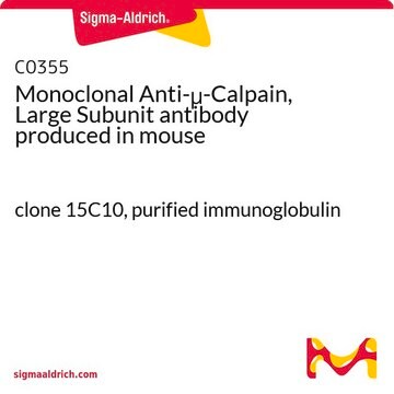 Monoclonal Anti-&#956;-Calpain, Large Subunit antibody produced in mouse clone 15C10, purified immunoglobulin