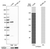 Anti-CYP24A1 antibody produced in rabbit Prestige Antibodies&#174; Powered by Atlas Antibodies, affinity isolated antibody, buffered aqueous glycerol solution