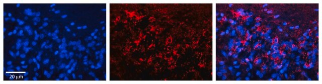 Anti-SLC25A4 affinity isolated antibody