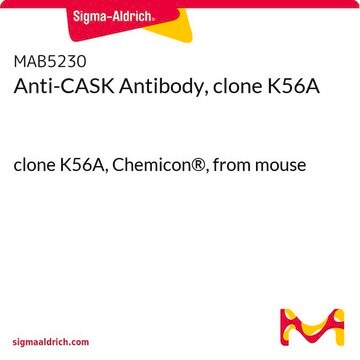 Anti-CASK Antibody, clone K56A clone K56A, Chemicon&#174;, from mouse