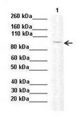 Anti-DNMT3B antibody produced in rabbit affinity isolated antibody