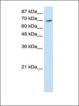 Anti-ELF4 (AB1) antibody produced in rabbit affinity isolated antibody