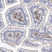 Anti-MS4A4A antibody produced in rabbit Prestige Antibodies&#174; Powered by Atlas Antibodies, affinity isolated antibody, buffered aqueous glycerol solution