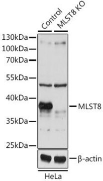 Anti-MLST8 antibody produced in rabbit