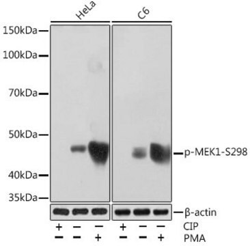 Anti-Phospho-MEK1-S298 antibody produced in rabbit