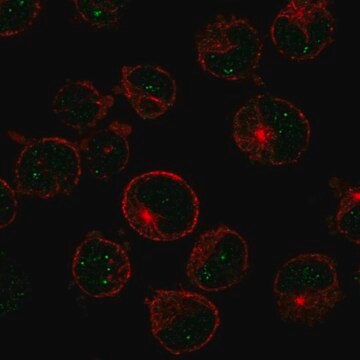 Anti-Msh5 Antibody Produced In Rabbit Prestige Antibodies&#174; Powered by Atlas Antibodies, affinity isolated antibody, buffered aqueous glycerol solution
