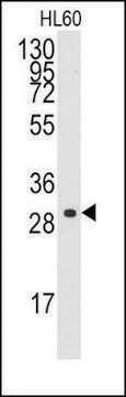 Anti-CCNC (C-term) antibody produced in rabbit saturated ammonium sulfate (SAS) precipitated, buffered aqueous solution