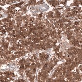 Monoclonal Anti-Lgr5 Antibody Produced In Mouse Prestige Antibodies&#174; Powered by Atlas Antibodies, clone CL13567, affinity isolated antibody, buffered aqueous glycerol solution