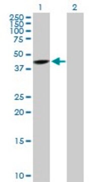 Anti-SNUPN antibody produced in rabbit purified immunoglobulin, buffered aqueous solution