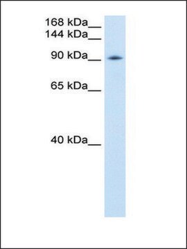 Anti-DDX54 antibody produced in rabbit affinity isolated antibody