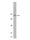 Anti-IKK&#946; Antibody, clone 10AG2 clone 10AG2, Upstate&#174;, from mouse