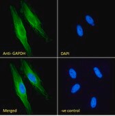 Anti-GAPDH, C-Terminal antibody produced in goat affinity isolated antibody, buffered aqueous solution