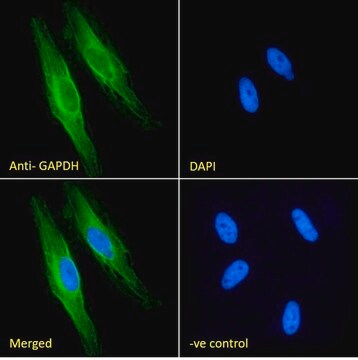 Anti-GAPDH, C-Terminal antibody produced in goat affinity isolated antibody, buffered aqueous solution