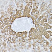 Anti-Glutamine Synthetase (GLUL) antibody produced in rabbit