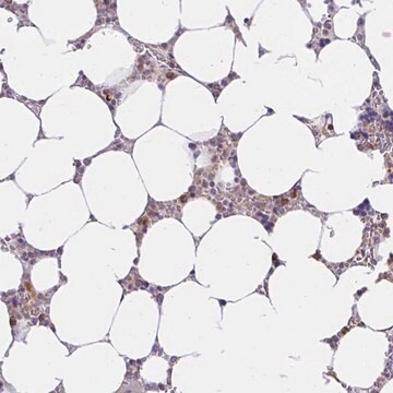 Anti-ABCB10 antibody produced in rabbit Prestige Antibodies&#174; Powered by Atlas Antibodies, affinity isolated antibody, buffered aqueous glycerol solution