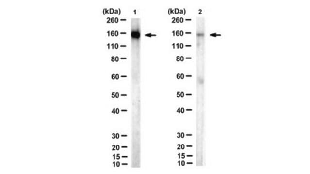 Anti-acetyl SMC3 Antibody (Lys105/106), clone 21A7 clone 21A7, from mouse