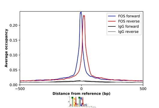Anti-FOS antibody produced in rabbit Prestige Antibodies&#174; Powered by Atlas Antibodies, affinity isolated antibody, buffered aqueous glycerol solution