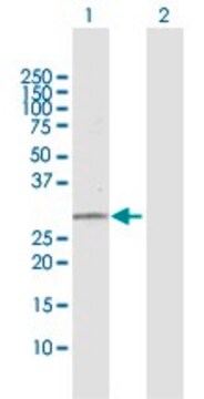 Anti-PNPO antibody produced in rabbit purified immunoglobulin, buffered aqueous solution