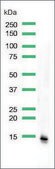 Anti-Haemoglobin Alpha Chain antibody, Rabbit monoclonal clone SP212, recombinant, expressed in proprietary host, affinity isolated antibody
