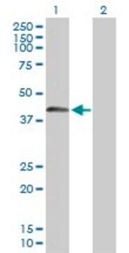 Anti-SPESP1 antibody produced in mouse purified immunoglobulin, buffered aqueous solution