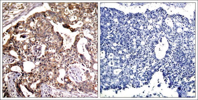 Anti-MAP2K4 (Ab-80) antibody produced in rabbit affinity isolated antibody
