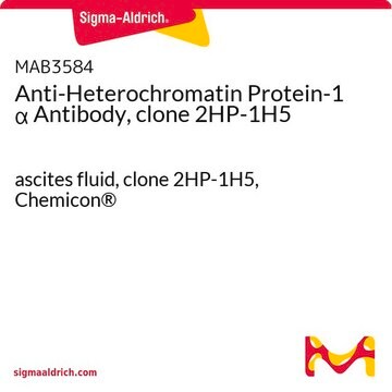 Anti-Heterochromatin Protein-1 &#945; Antibody, clone 2HP-1H5 ascites fluid, clone 2HP-1H5, Chemicon&#174;